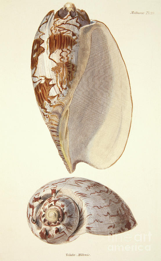 Voluta Miltonis, from The Mollusca and Radiata Painting by English School