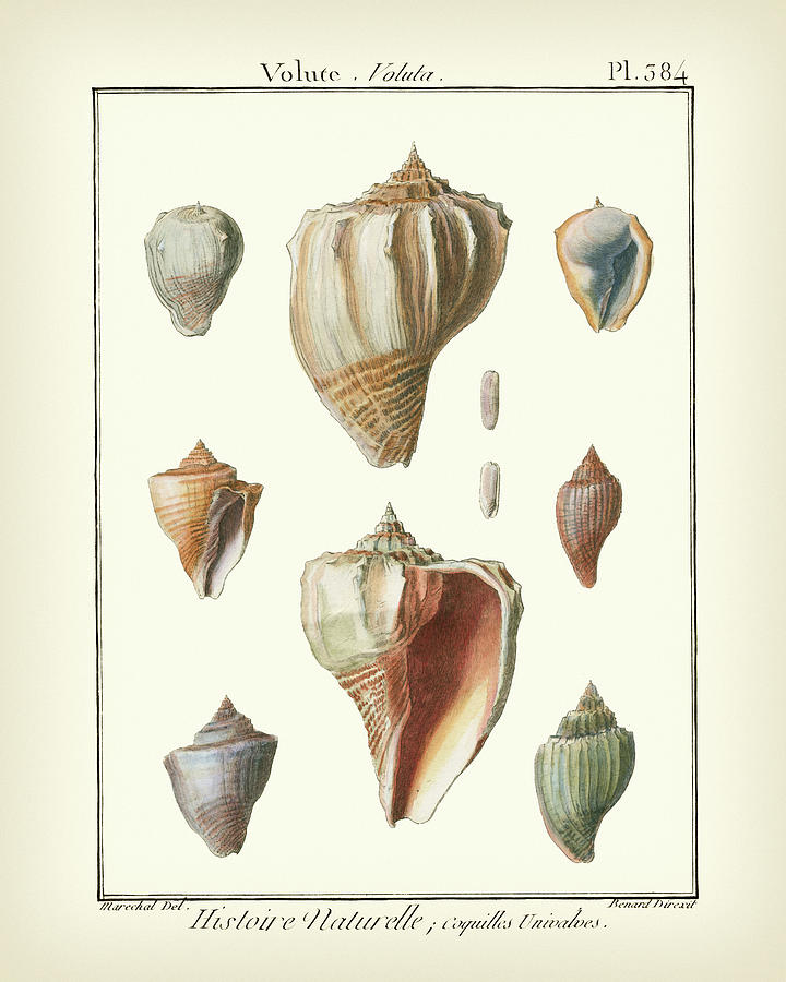 Shell Painting - Volute Shells, Pl.384 by Denis Diderot