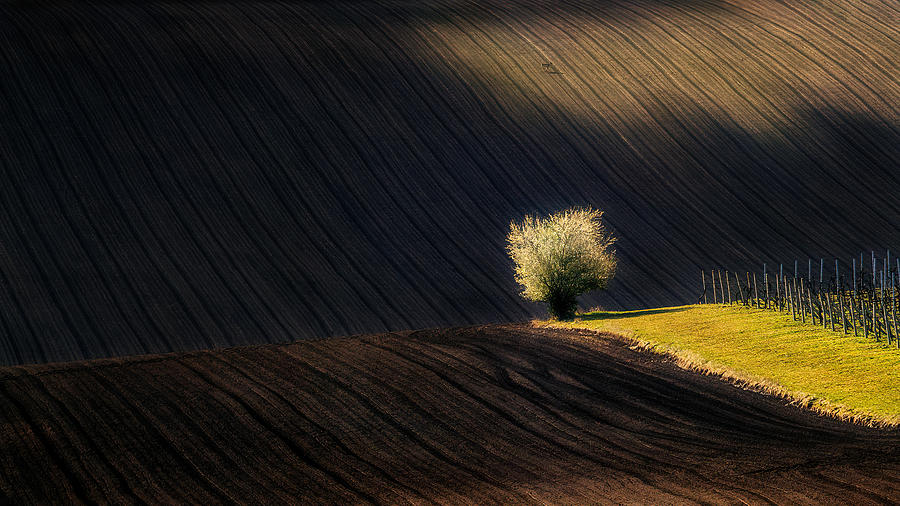 Tree Photograph - Vrbice Vineyard by Martin Kucera Afiap