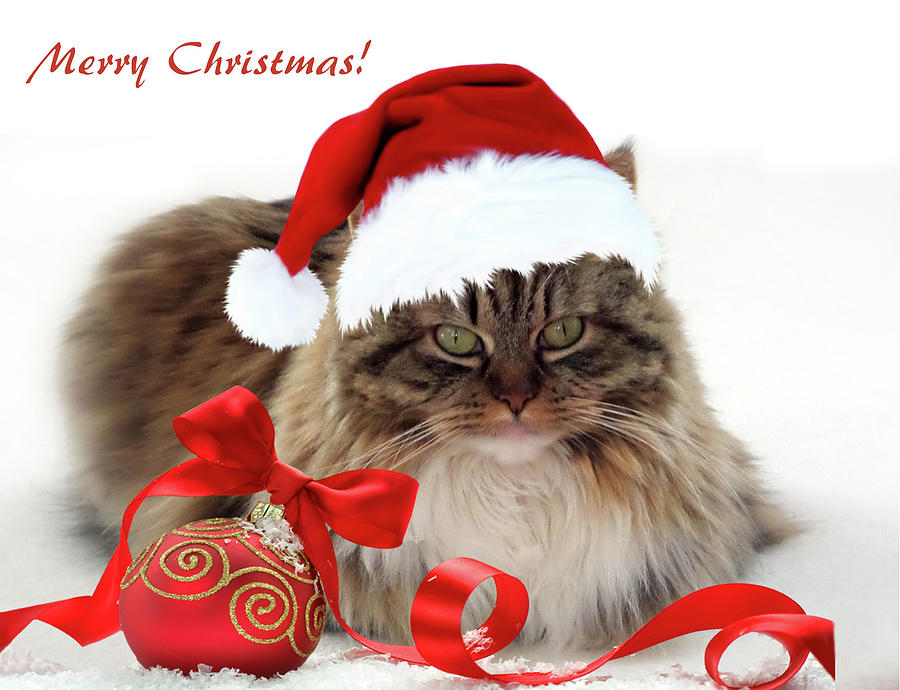 Merry Christmas Cat Photograph By Jessica Jenney