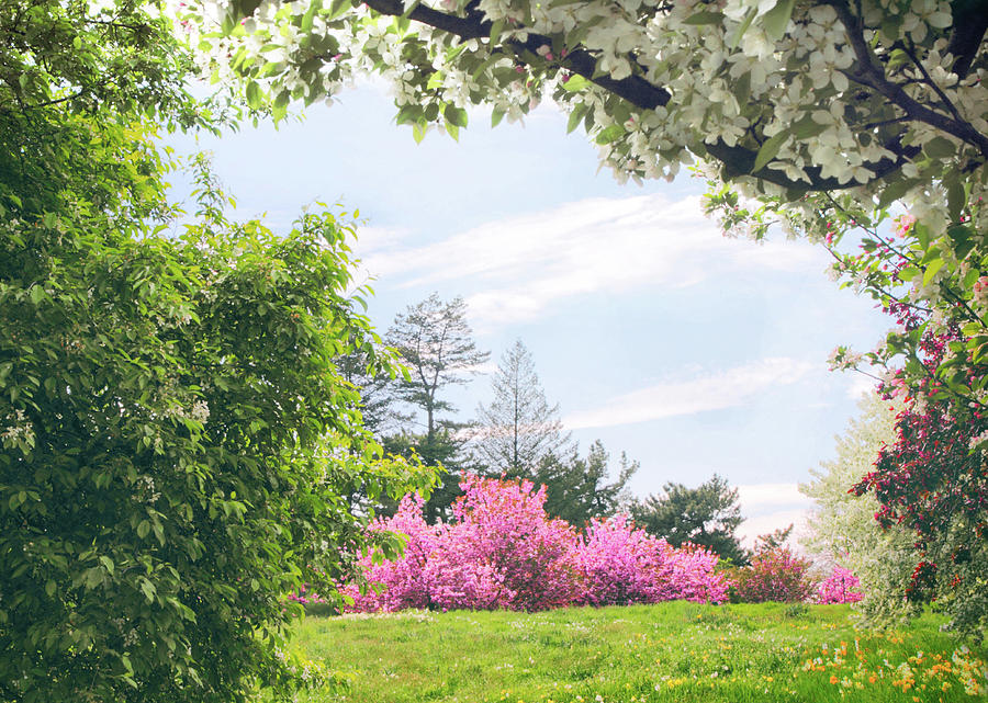 Spring Photograph - The Colors Of Daffodil Hill by Jessica Jenney Spring Photograph - The Colors Of Daffodil Hill by Jessica Jenney