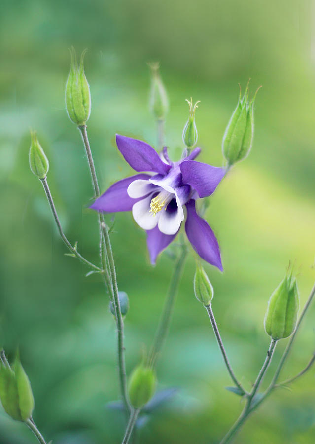 Columbine Flower Photograph - Fancy Free by Jessica Jenney Columbine Flower Photograph - Fancy Free by Jessica Jenney