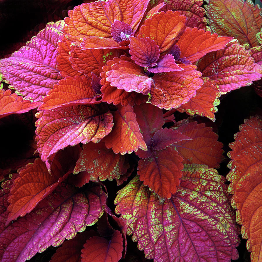 Crimson Coleus   Photograph by Jessica Jenney