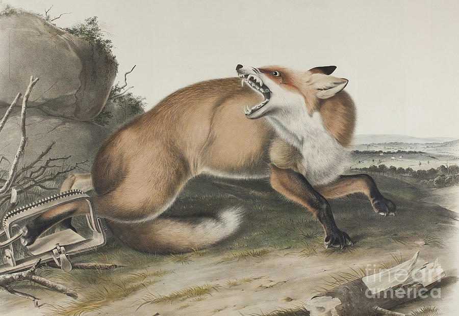 Vulpes Fulvus, American Red Fox Drawing by John James Audubon