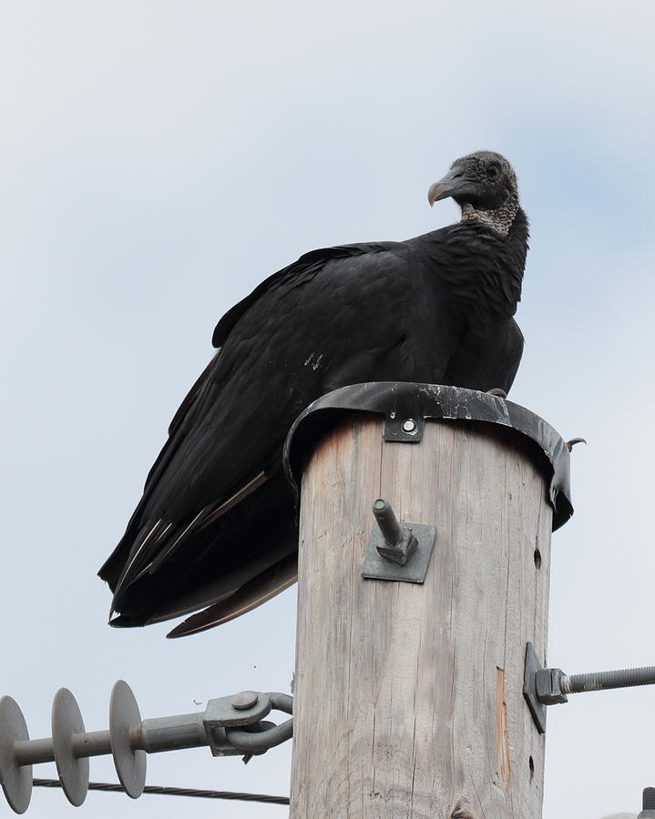 Vulture 2955 Photograph by John Moyer