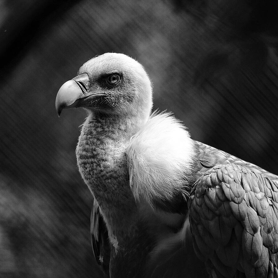 Vulture Photograph - Vulture by Angelika Martha Himburg