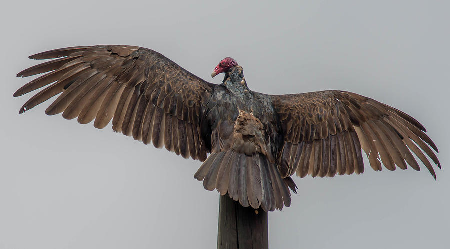 Vulture Photograph by Debra Kewley