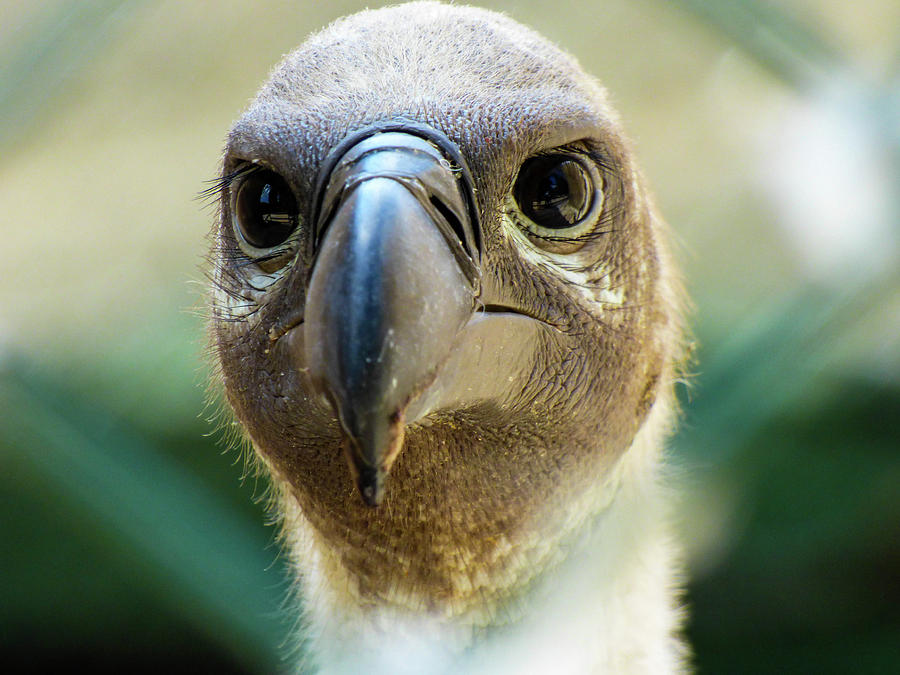 Vulture Face Photograph by Lisa Crawford - Fine Art America