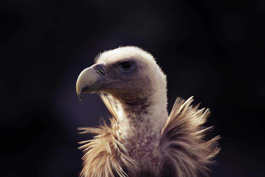 Vulture Head, Portrait Photograph by Hotte Hue - Fine Art America