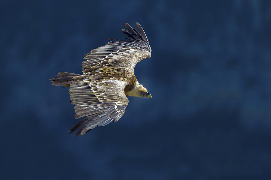 Vulture In Blu Photograph by Marco Redaelli