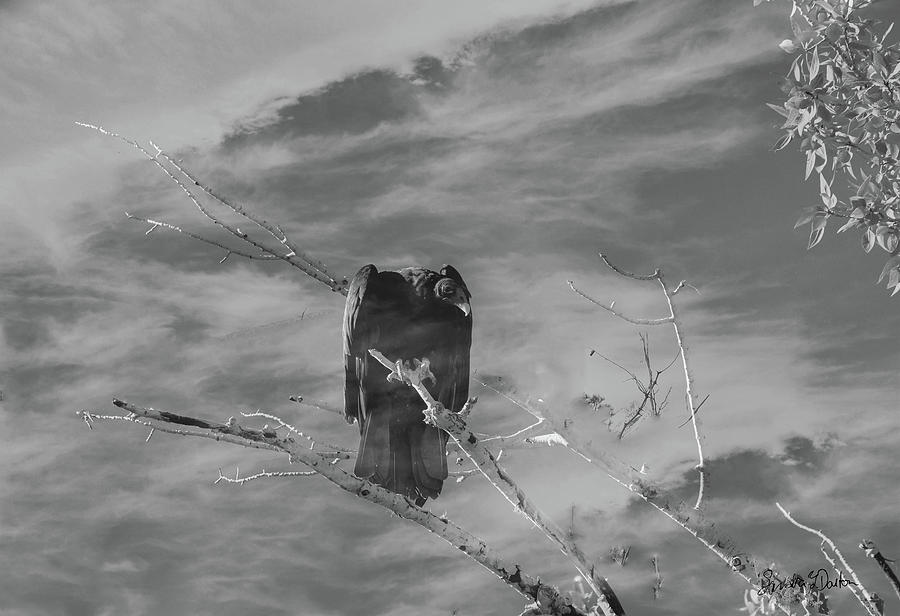 Vulture in Clouds Photograph by Sandra Dalton
