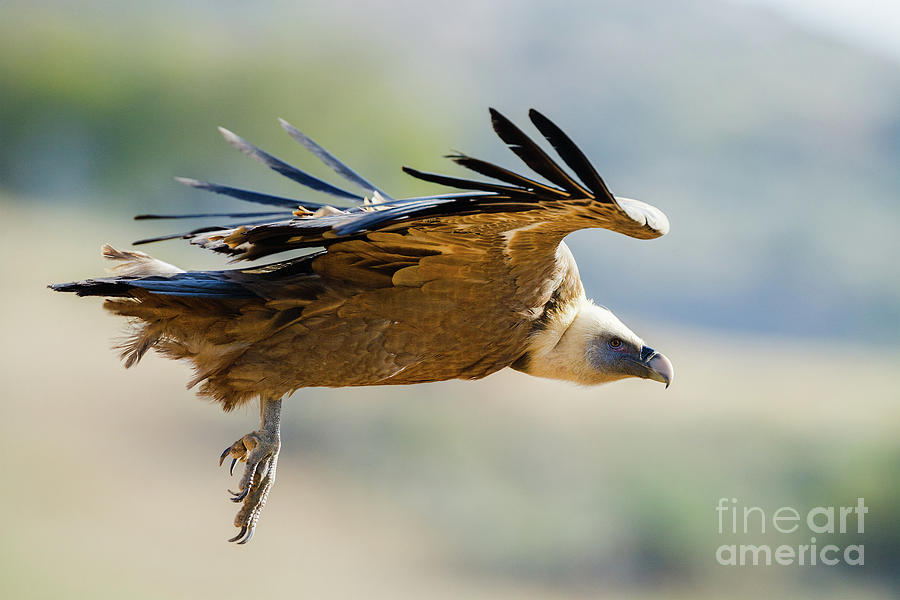 Vulture in flight Photograph by Juan Carlos Ballesteros