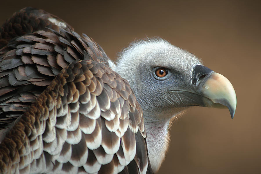 Vulture Photograph by Jimmy Hoffman