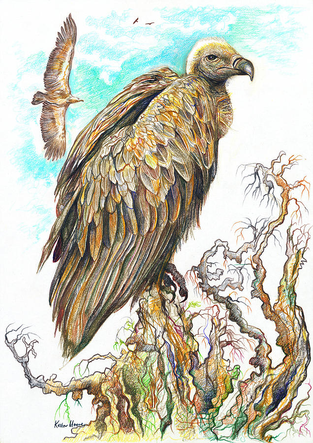 Vulture Drawing by Kevin Derek Moore