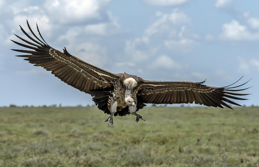 Vulture Photograph - Vulture Landing by Giuseppe Damico