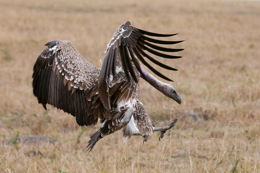 Vulture Digital Art - Vulture Landing On Grass, Masai Mara National Reserve, Kenya by Delta Images
