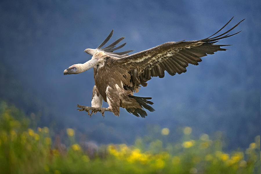 Vulture Photograph - Vulture Landing by Xavier Ortega