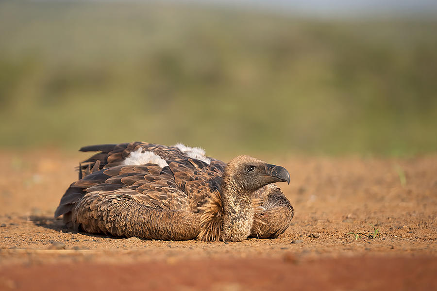 Vulture Photograph by Marco Pozzi