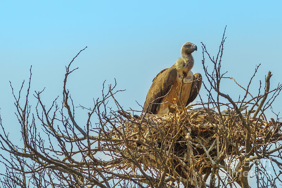 Vulture on its nest Photograph by Benny Marty