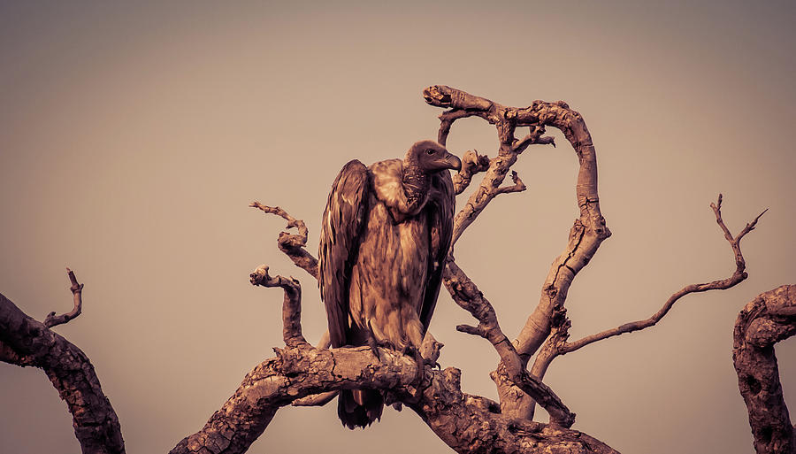 Vulture On The Watch Photograph by Rod Gotfried Photography