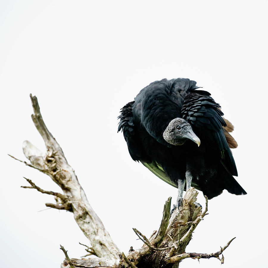 Vulture Perched On Tree Photograph by Roine Magnusson Vulture Perched On Tree Photograph by Roine Magnusson