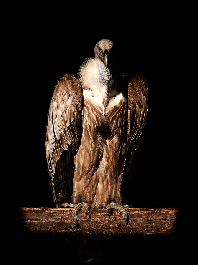Animal Photograph - Vulture by Peter Schade