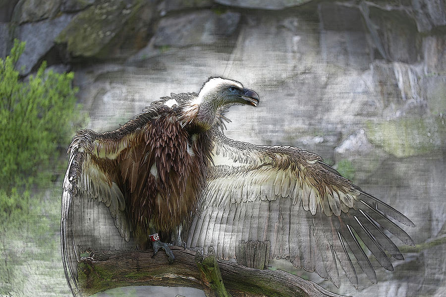 Vulture - Portrait 02 Photograph By Hotte Hue - Fine Art America