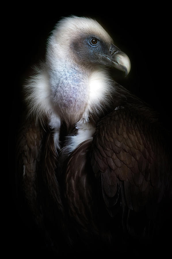 Vulture Photograph - Vulture Portrait II by Santiago Pascual Buye