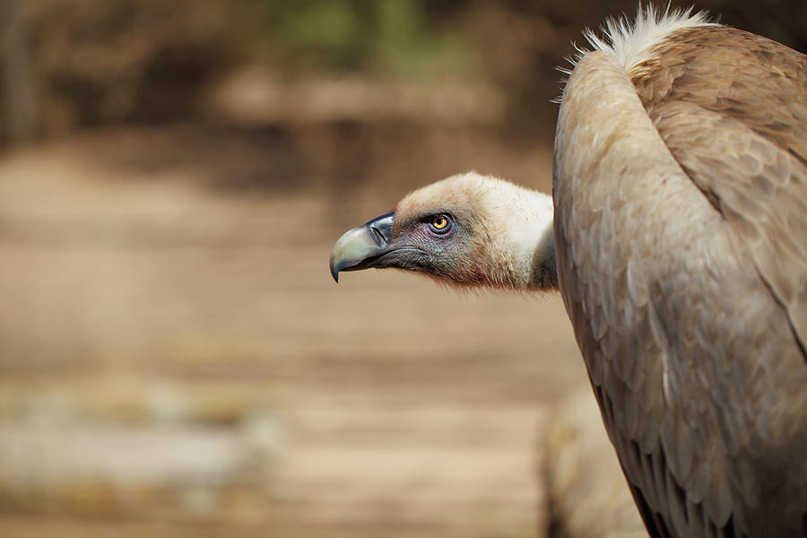 Vulture Photograph by Reynold Mainse / Design Pics