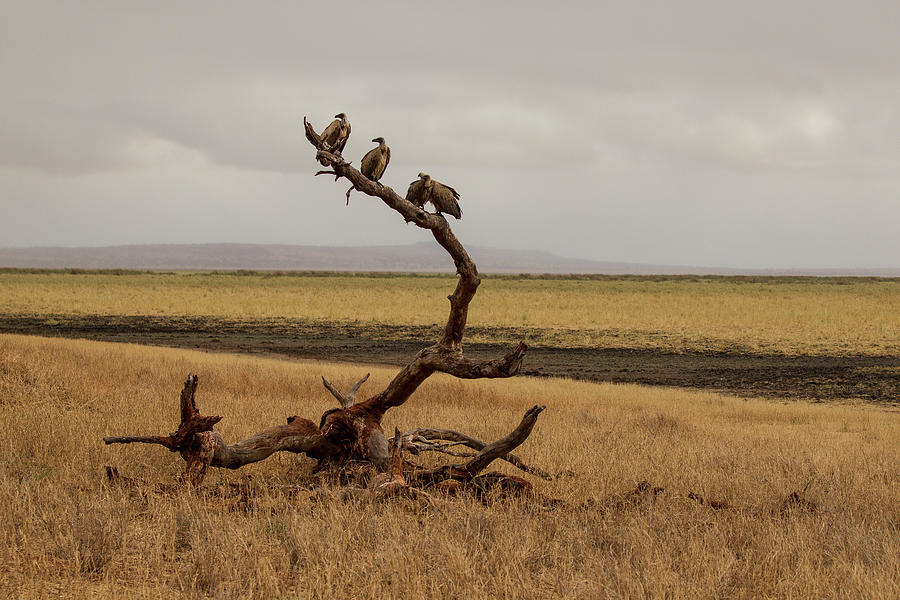 Vulture Digital Art - Vulture, Trigonoceps Occipitalis, Tarangire National Park, Tanzania by David Fettes