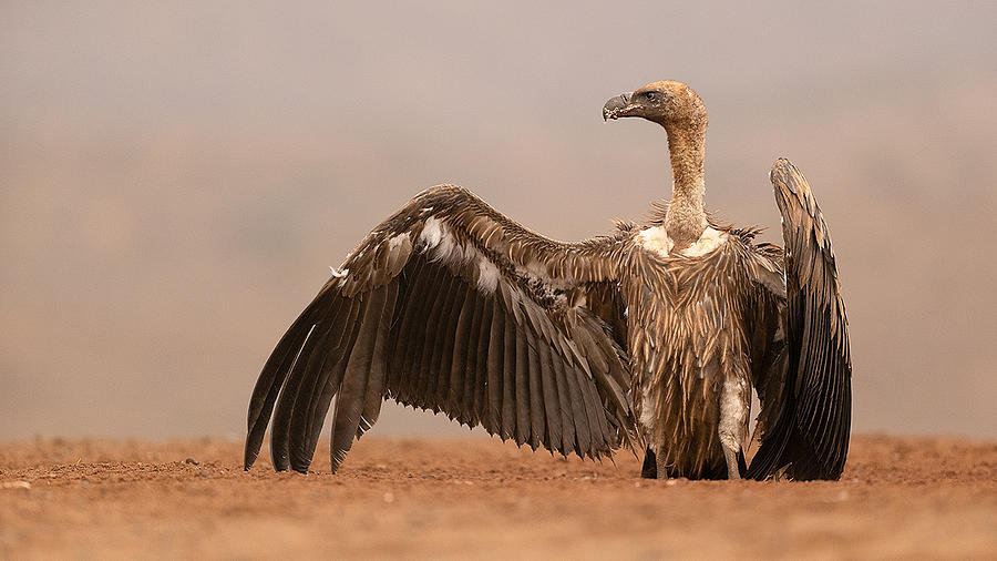 Vulture Waiting For Attack Photograph by Joan Gil Raga