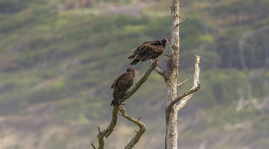 Vultures On Dead Tree Branch Photograph
