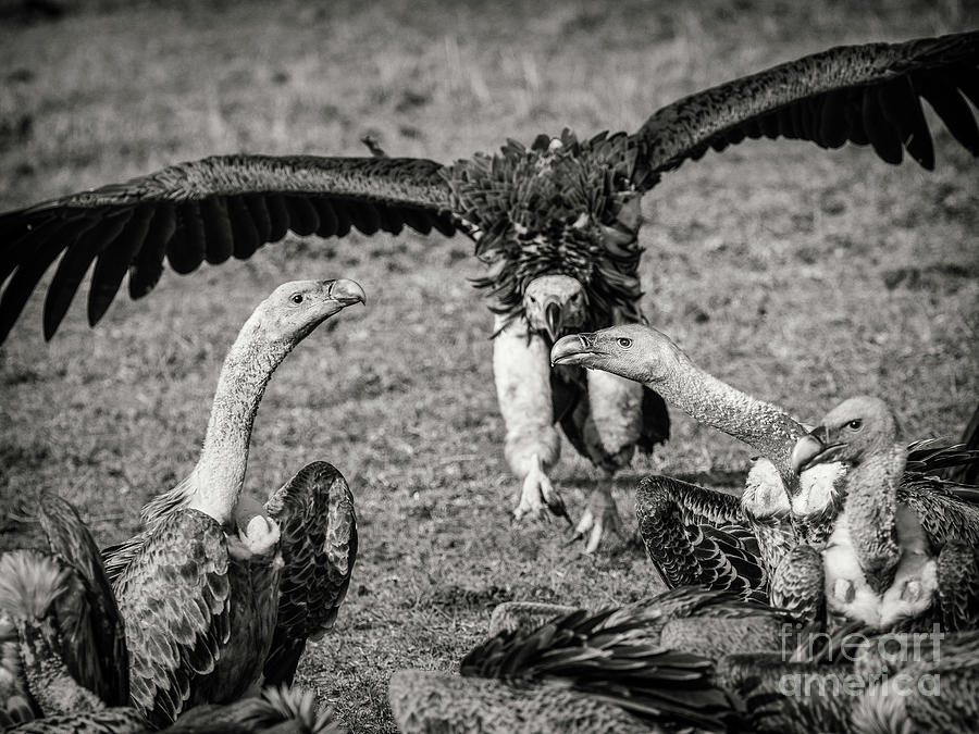 Vultures by Robin Zygelman Vultures by Robin Zygelman
