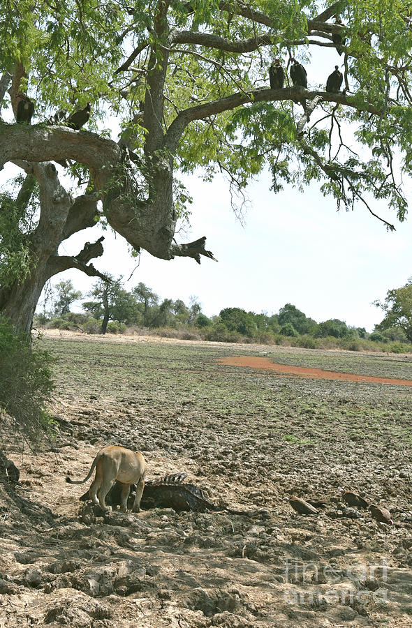 Vultures Wait At The Lion Kill, Zambia Photograph by Tom Wurl