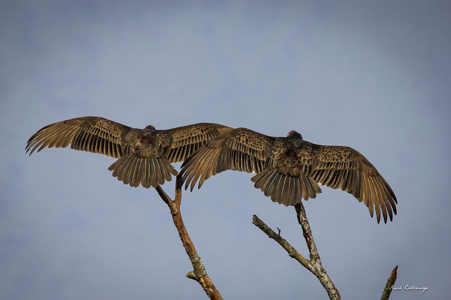 Greensboro GA Vultures Sunning Georgia Turkey Buzzards Wildlife Art Photograph by Reid Callaway