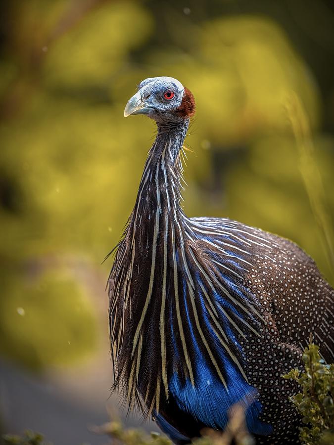 Vulturine Guinea Fowl Photograph by Ahmed Elkahlawi