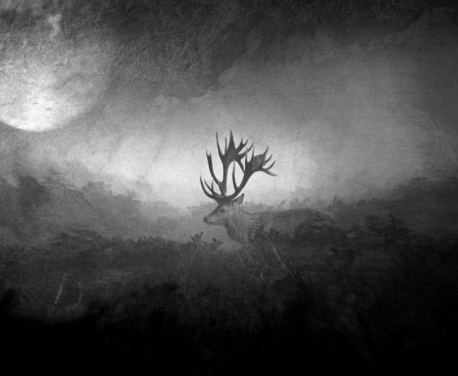 Deer Photograph - Vvvvvvv by Robert Fabrowski