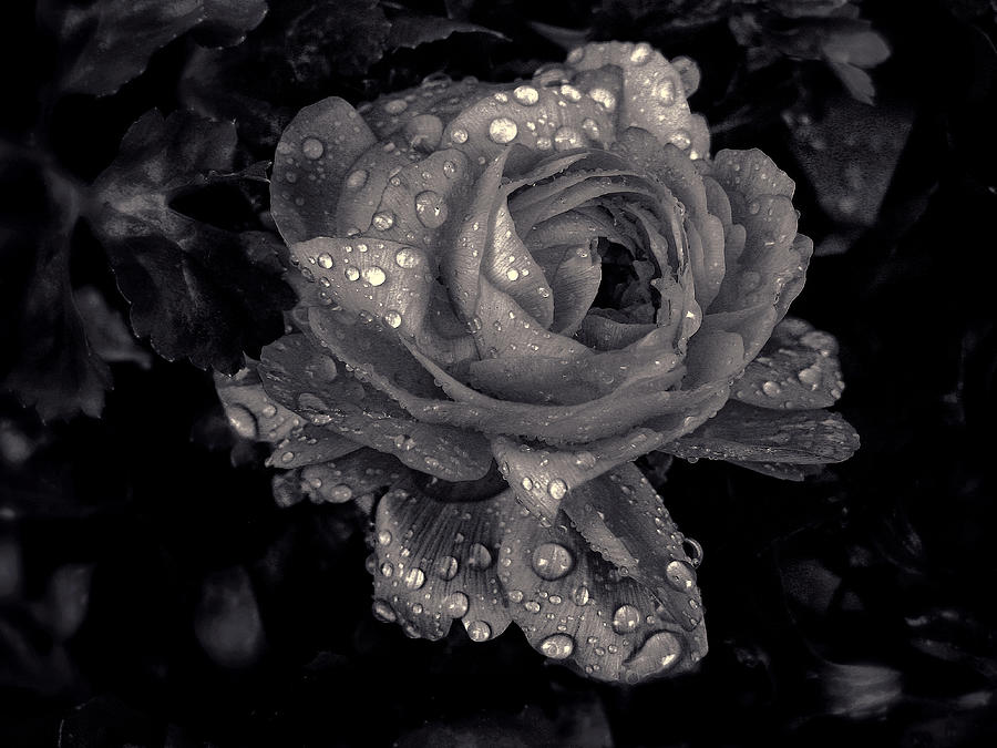Raindrops on Roses Photograph by Jessica Jenney