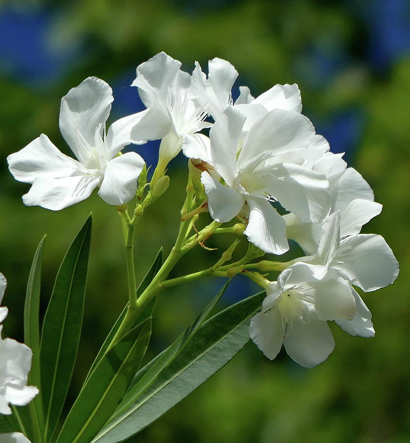 White Oleander Photograph by Lyuba Filatova