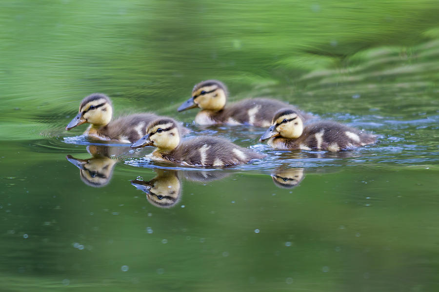 Wa, Mercer Slough, Wood Duck Ducklings Photograph by Jamie and Judy ...