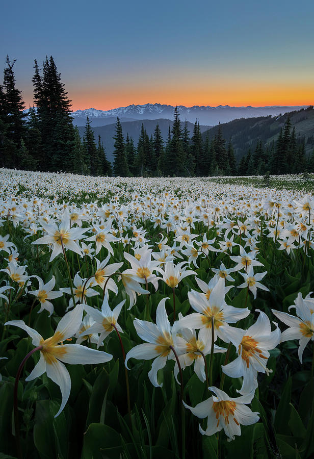 Wa Pattern Of Avalanche Lily Photograph by Gary Luhm - Fine Art America