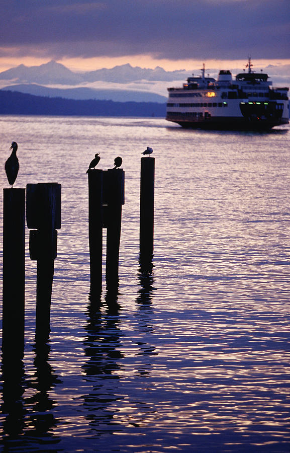 Wa State Ferry Coming In To Dock Photograph by Lonely Planet