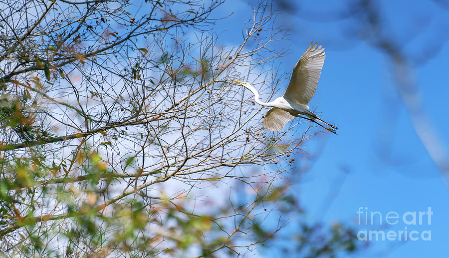 Wacatee Egret in Flight Photograph by David Smith
