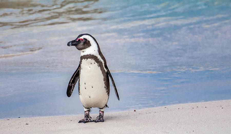 Waddlin Along Being a Penguin Photograph by Marcy Wielfaert