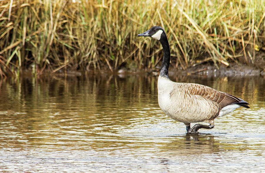 Wading Canada Goose Photograph by Bob Decker
