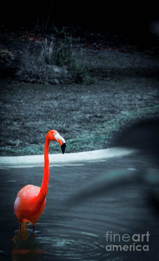 Wading Flamingo Photograph by Marina McLain