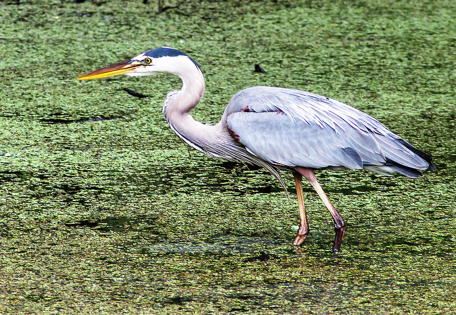 Heron Photograph - Wading Great Blue by Norman Johnson
