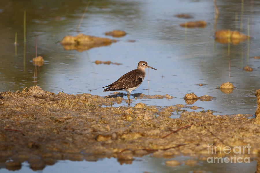 Wading Sandpiper Photograph by Tom Claud