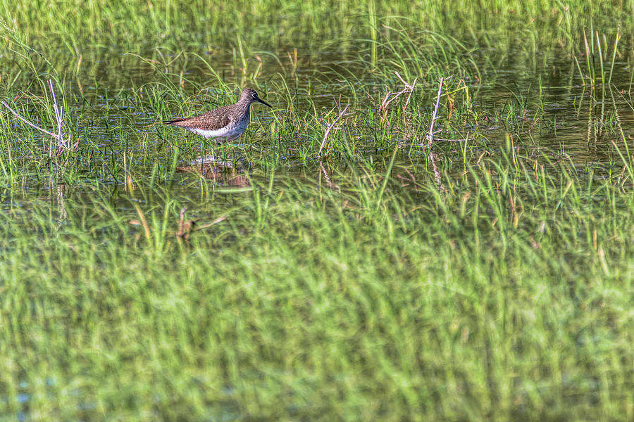 Wading Solitary Sandpiper Photograph