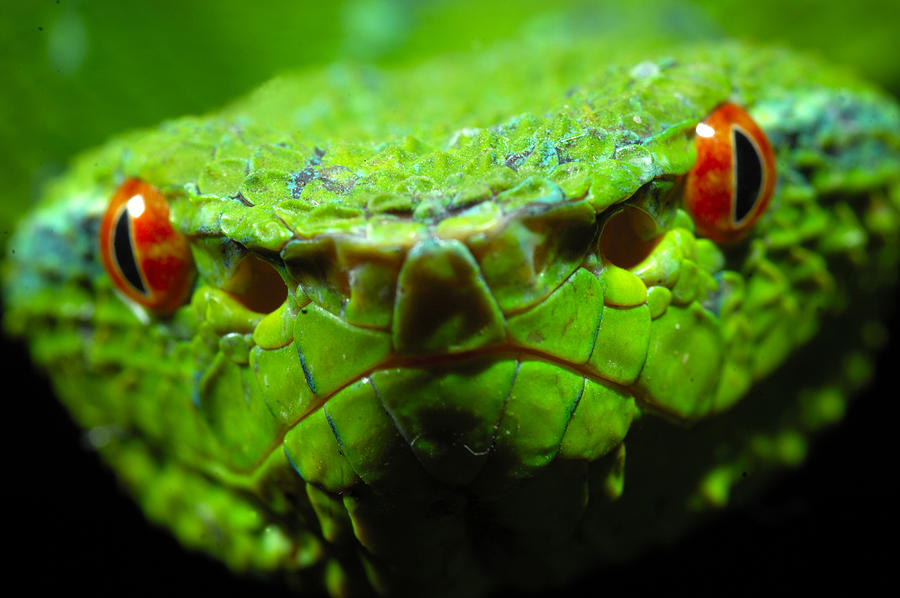 Waglers Pit Viper Photograph by Nhpa